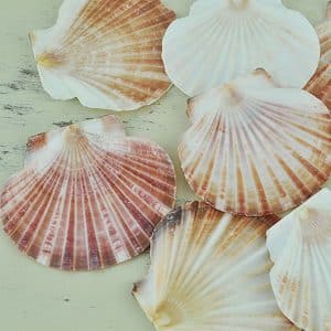 Flat Australian Scallop half