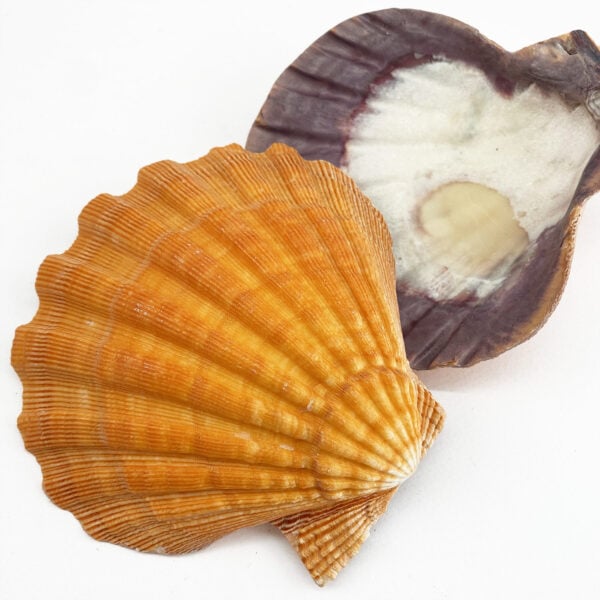 Orange Lionpaw Scallop (Pecten nodosa) deep half