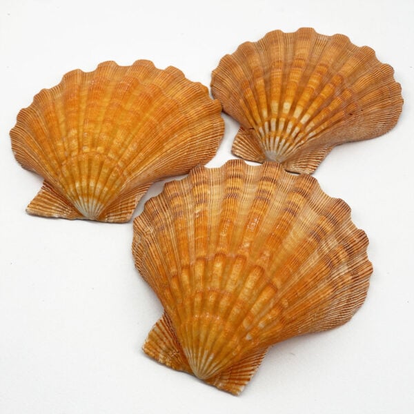 Orange Lionpaw Scallop (Pecten nodosa) deep half