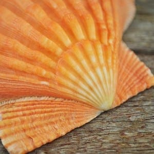 Orange Lionpaw Scallop (Pecten Nodosa)