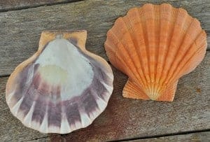 Orange Lionpaw Scallop (Pecten Nodosa)