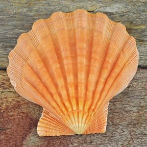 Orange Lionpaw Scallop (Pecten Nodosa)