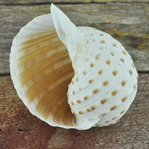 Aquarium Shells