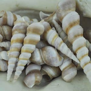 Turritella Duplicata