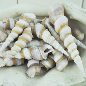 Turritella Duplicata