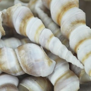 Turritella Duplicata