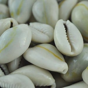 Natural cowrie shells