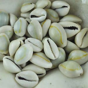 Natural cowrie shells