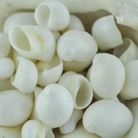 Bulk white Polinices shell