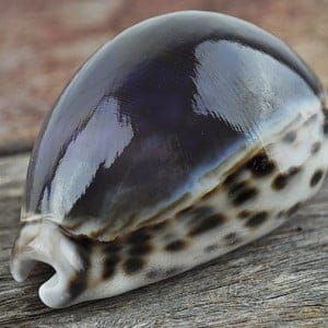 Cypraea tigris purple top