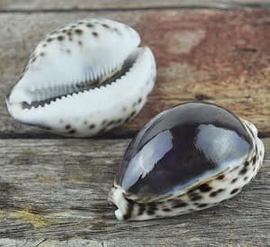 Cypraea tigris purple top