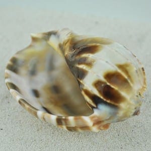 Harpa Shell