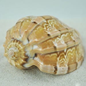 Harpa shell