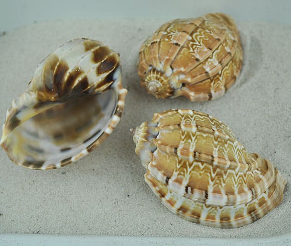 Harpa shell