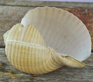 Tonna cepa