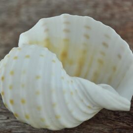Dweller Fish Shells