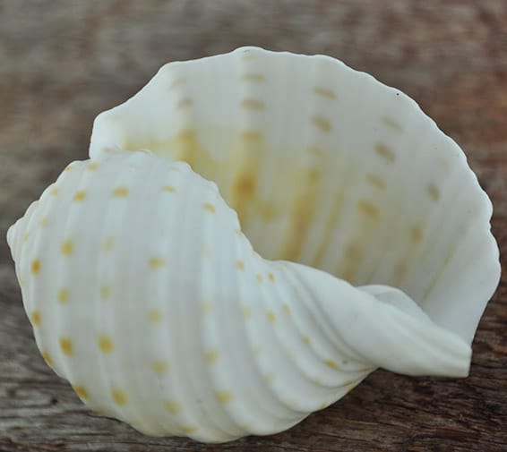Dweller Fish Shells