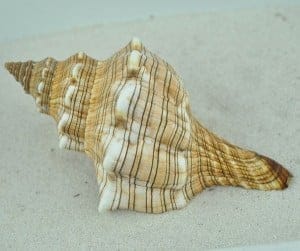 Trapezium conch