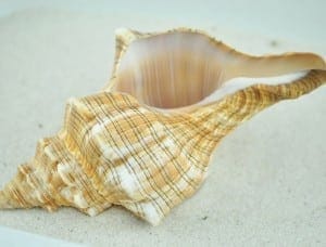 Trapezium conch