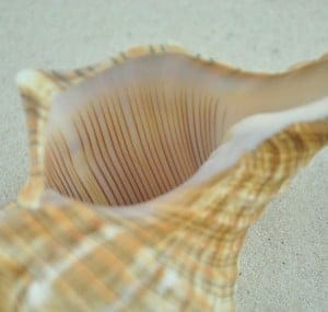 Trapezium conch