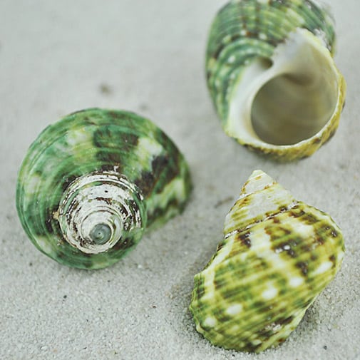 Turbo Brunneus shells