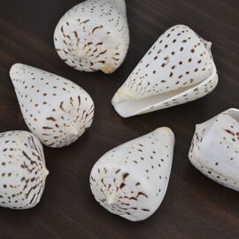 Cone shells