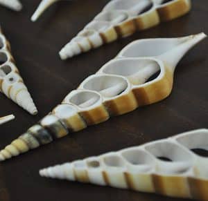 Tibia Curta Tan centre cut