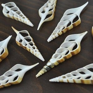 Tibia Curta Tan centre cut