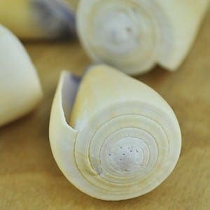 Cream Cone Shell