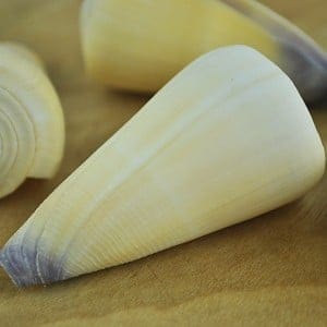 Cream Cone Shell