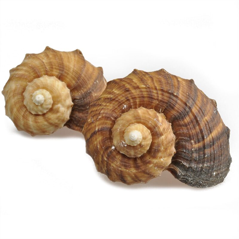 Rapana Rapiformis Conch shell