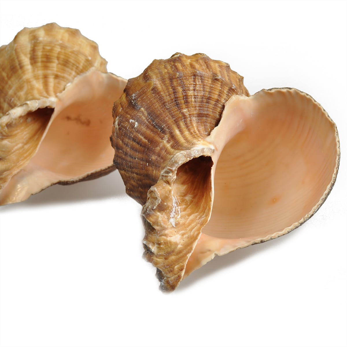 Rapana Rapiformis Conch shell