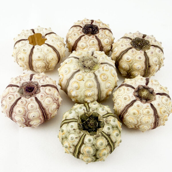 Sputnik Sea Urchin