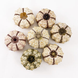 Sputnik Sea Urchin