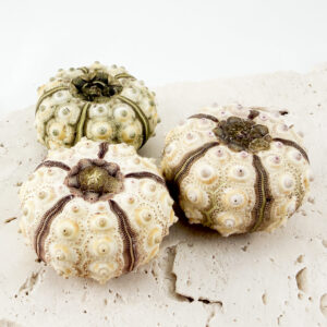 Sputnik Sea Urchin