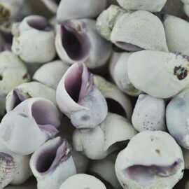Neratina Violacea shells