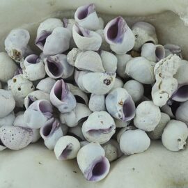 Neratina Violacea shells
