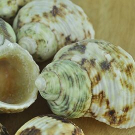 Turbo Chrysostomus shells