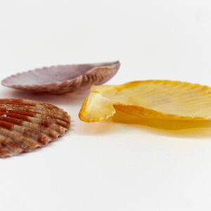 Pecten nobilis