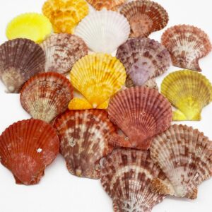 Pecten nobilis