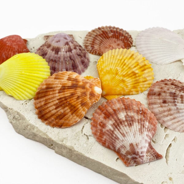 Pecten nobilis