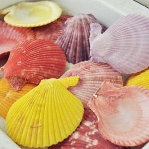 Pecten nobilis