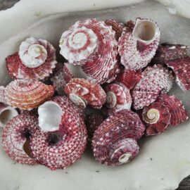 Angaria Delphinus shells