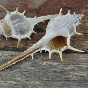Murex ternispina beige