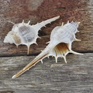 Murex ternispina beige