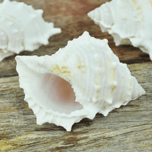 Bursa Rana Creamy White