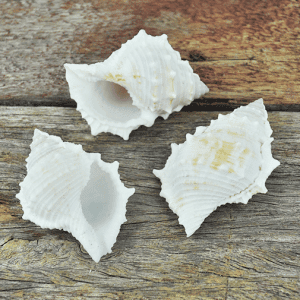 Bursa Rana Creamy White