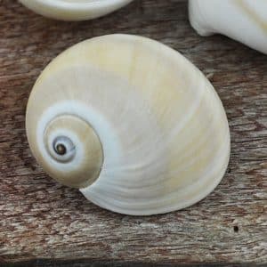 Moon snails beige and white