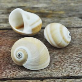 Moon snails beige and white