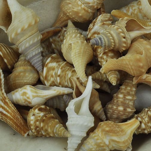 Turris shells